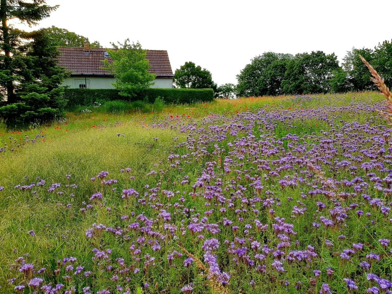 Ferienhaus Gransee Unmittelbar Am Stechlinsee - Radweg 外观 照片
