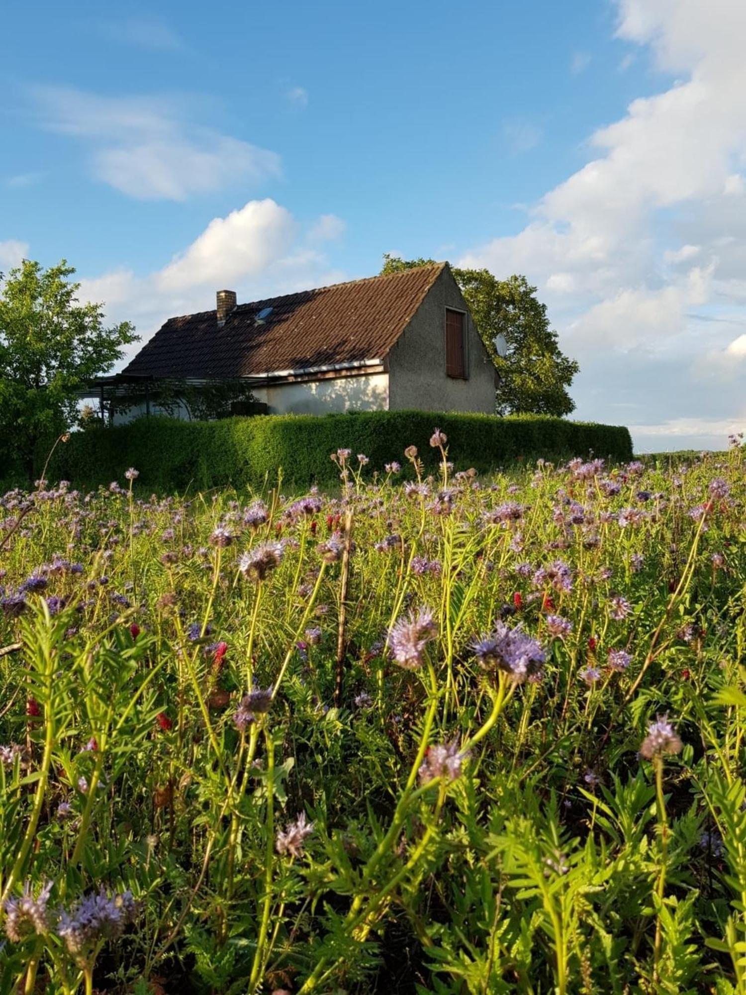 Ferienhaus Gransee Unmittelbar Am Stechlinsee - Radweg 外观 照片